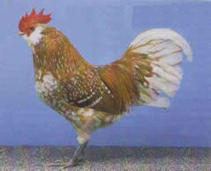 Thüringer Barthühner  